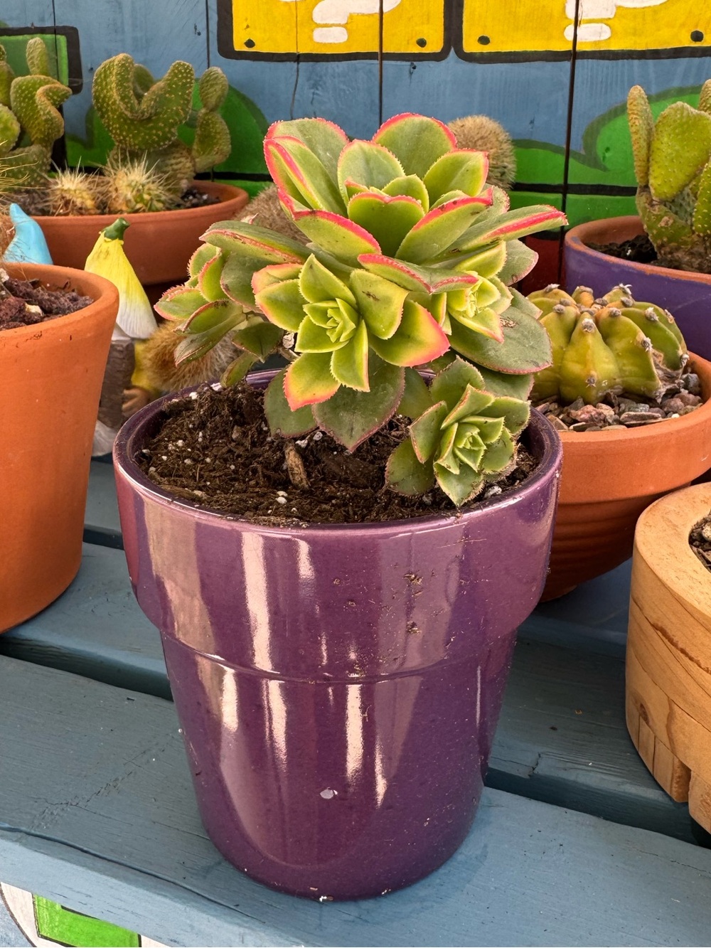 Aeonium "Kiwi" Succulent Plant in Planter.